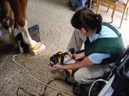 X ray of lateral pastern & foot